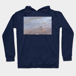 Black-headed gull at Baltic sea Hoodie